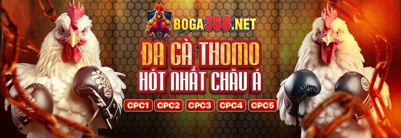 Sân đấu gà kịch tính tại lucky8 đăng nhập